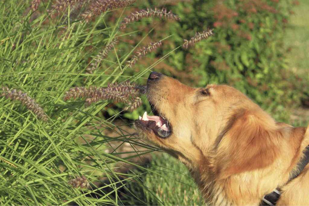 Dogs Eat Grass