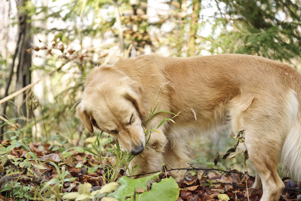 Dogs Eat Grass